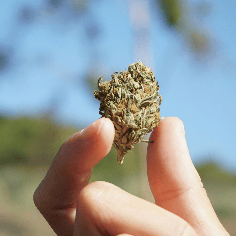 Premium vs Budget Cannabis Flower: What Actually Changes?