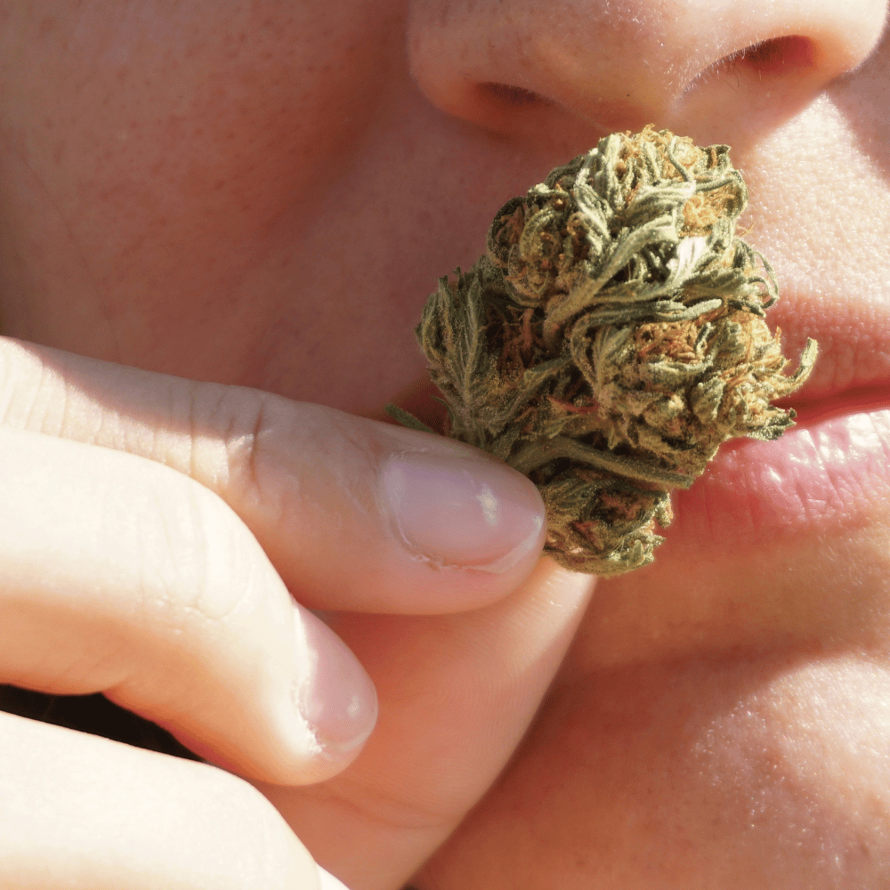 Premium vs Budget Cannabis Flower: What Actually Changes?